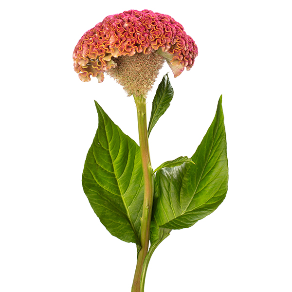 Reprise Rose - Afbeelding 4