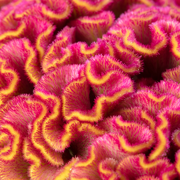 Reprise Rose - Afbeelding 3