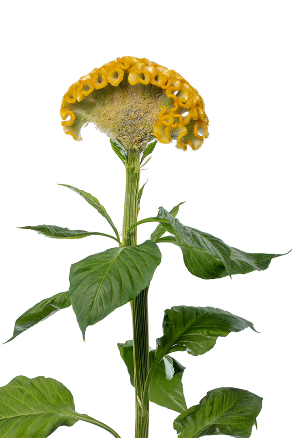 Act Inca (Yellow) - Afbeelding 3