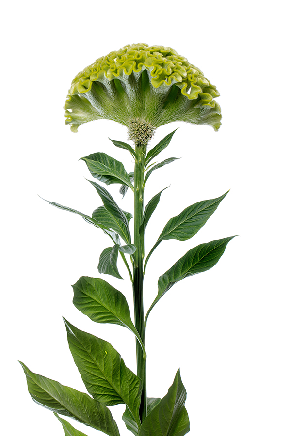 Act Verda (Green) - Afbeelding 3