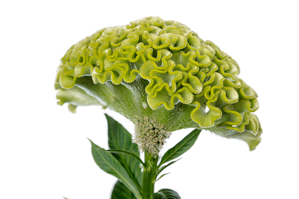 Act Verda (Green) - Afbeelding 4