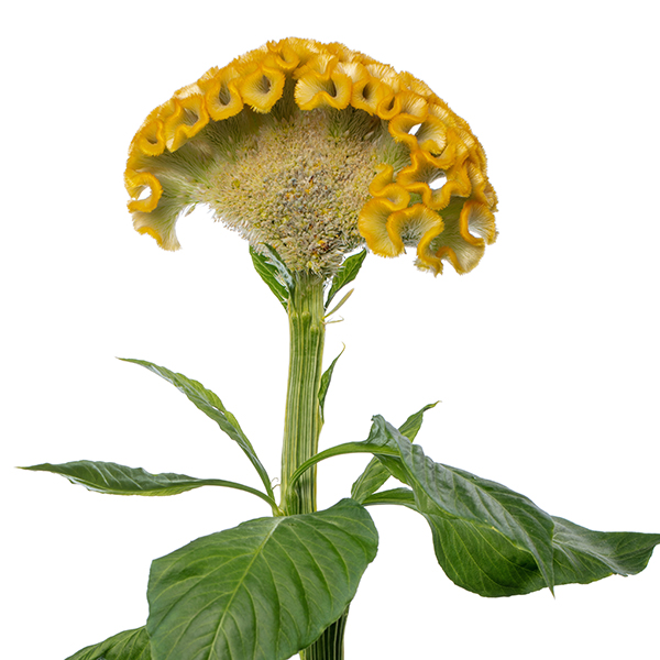 Act Inca (Yellow) - Afbeelding 6
