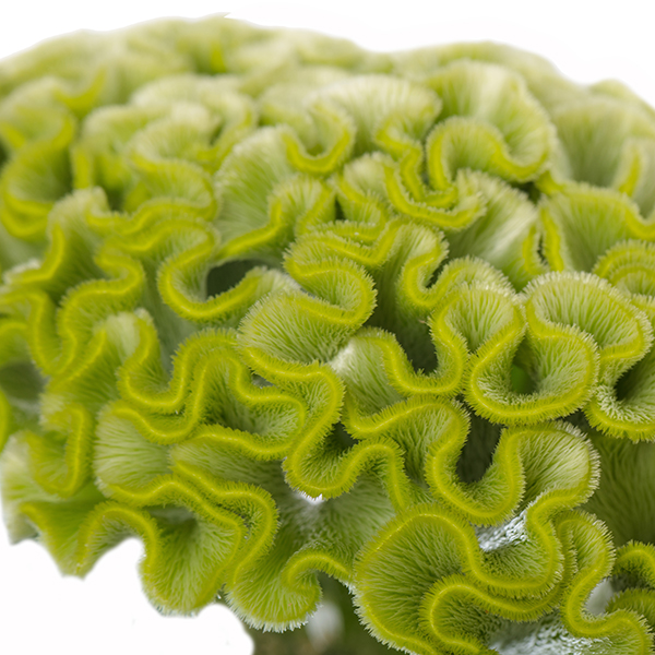 Act Verda (Green) - Afbeelding 5