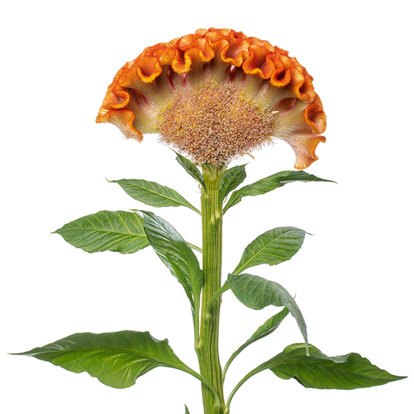 Act Zara (Orange) - Afbeelding 4