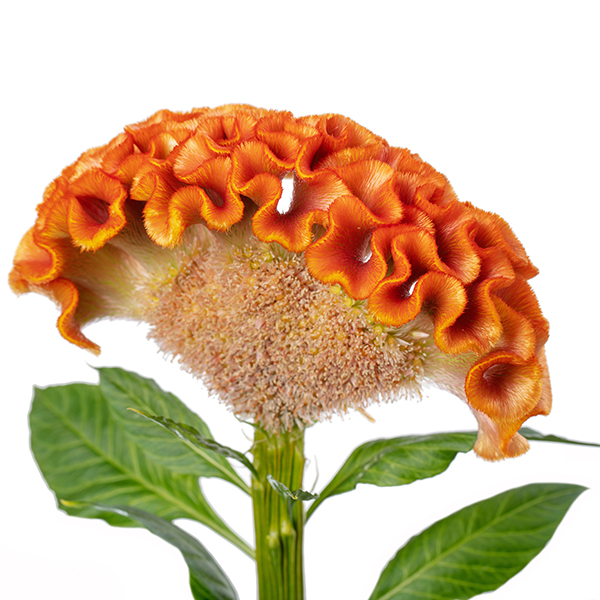 Act Zara (Orange) - Afbeelding 2