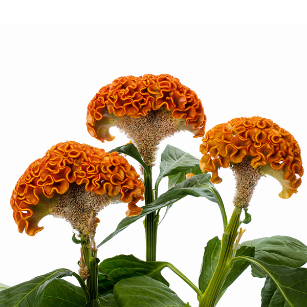 Act Zara (Orange) - Afbeelding 5