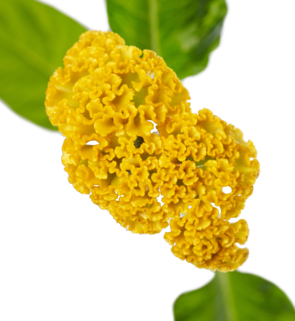 Reprise Gold - Afbeelding 3