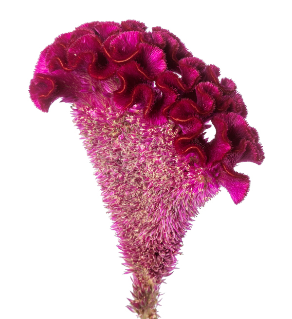 Cristi Purple