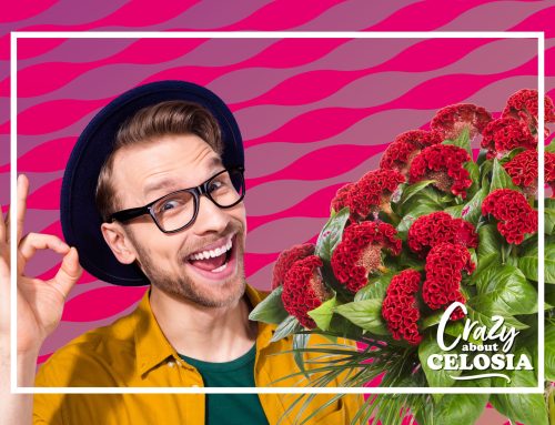 Evanthia’s Celosia’s laten uitstekende prestaties zien in ASCFG Field Trials